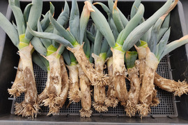 ✨農薬・化成肥料不使用の下仁田ネギ1.5kg（サイズ混合）✨