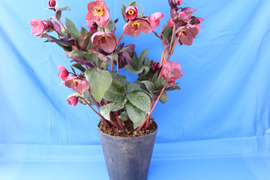 ★高さ40cm～の大株！★クリスマスローズ　氷の薔薇シリーズ（赤系のお花が咲く品種）