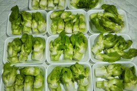 チャイさん専用
・里芋1Kgと祝蕾・ごぼう追加で７～８品　　初冬の旬野菜詰合せセット】合わせて3450円
収穫中の旬野菜ですので１週間ほど時間を頂く場合があります。
おまかせブランド野菜