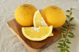 【ご予約受付中】【2月上旬以降|順次発送予定】甘夏【家庭用(訳あり)】10kg 313-4