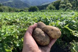 【１人１回だけの特別品】新じゃが２kg　兵庫県但馬産メークイン
【父の日ギフト】