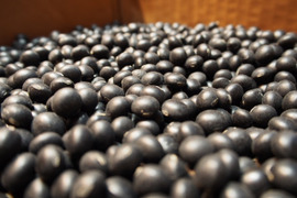 《メール便》ぽっけの黒大豆500㌘【北海道自然栽培】