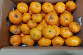 加工品用 　ひめのか・はれひめ　箱込み4.5キロ×2