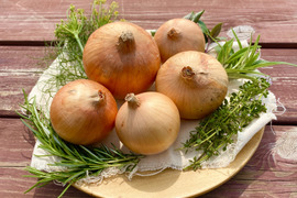ハーブ農家が栽培した 農薬不使用玉ねぎ10kg(大〜小混合)