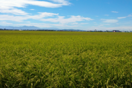 新米　新潟県認証特別栽培米　コシヒカリ玄米5kg