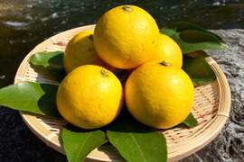 【高知県産】自然栽培・夏空の小夏　1.5㎏