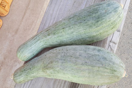 【自然栽培 固定種】令和6年度 北海道倶知安町産 長かぼちゃ 2.0～2.4kg 1玉 ホクホクで甘い
