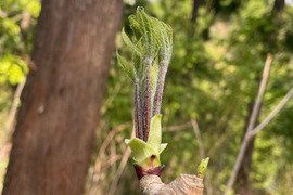 木の芽山菜の女王！コシアブラ３００ｇ