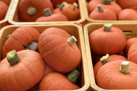 『先行予約』幻の奥会津金山 赤カボチャ[おまかせ ]4kg