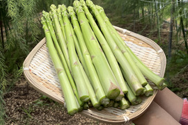 【自然栽培ならではの旨味】 自然栽培アスパラガス　L、M、Sサイズ混合（1.3ｋｇ）