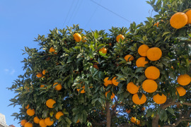 たっぷり果汁の農薬、化学肥料不使用の『甘夏』4.9kg   福岡産。