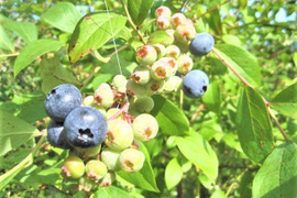 【福袋2025】農薬・肥料・除草剤不使用 朝摘みブルーベリー（1kg ）とャム1瓶