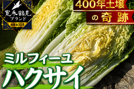 【日テレ出演で話題】💡市場では絶対に入手困難『幻のミルフィーユ白菜』400年の伝統土壌で培われたブランド白菜🥬お試し大玉1株約3キロ【冬ギフト】