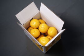 香りで家が高知になる土佐文旦【家庭用５kg】