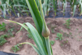 ✨【極太ジャンボ×濃厚平戸】国産ニンニクの芽・贅沢食べ比べ1.2kg超えセット！✨採れたて直送｜やわらかく甘い春のごちそう🥬農薬・化成肥料不使用✨