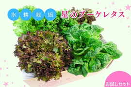 【お試し☆】タガヤスファームレタス4種セット 約1kg  栽培期間中農薬不使用　洗わずすぐ食べられる！　タガヤスファームのレタスを堪能できる嬉しいお得セットです！