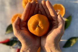 【越年完熟】ぽんかん（5kg）【樹上でじっくりと成熟】