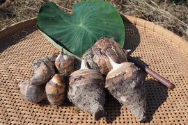 【自然栽培】ほくほく、もっちり！徳島県産 えび芋 ３kg（親芋・小芋混合）