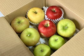 りんご いろいろBOX （2㎏）