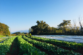 【おうちで冬ギフト】季節の味を楽しみ尽くす、こだわり派に贈るたっぷり根菜セット