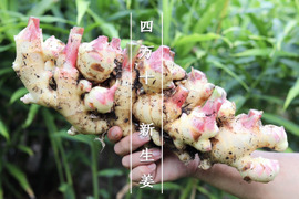 【土付き】親生姜１ｋｇ 農薬不使用 自然栽培 四万十産