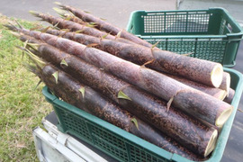 3kg【穂先たけのこ】朝獲り！［米ぬか付］自然栽培
