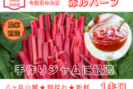 太く色づいた赤ルバーブ｜八ヶ岳の麓で育った朝採り1kg