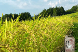 熊本 ひのひかり10kg 自社農園栽培米のみ使用