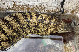 大型のウツボ　うつぼ　4k〜