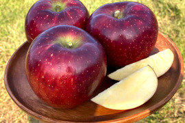 【2026年予約】『秋映』家庭用✨シャキッと食感！味も色も濃い秋のりんご！3kg