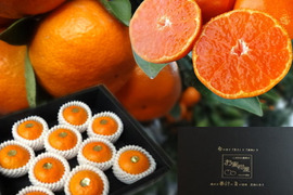 【冬ギフト】甘～い！夢の濃熟みかん！完熟収穫の濃厚な美味しさはみかん好きも大絶賛！厳選プレミアムギフト「蜜ツ丸（みつまる）」黒の化粧箱 　Ｌサイズ　１０玉入　「熨斗対応可」【商品番号103】