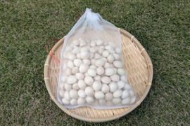 【今が旬】喜平ぎんなん 1kg (無選別)1粒3.0g以上を集めました。