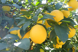 【ご家庭用】もぎたて マイヤーレモン  約1.6㎏