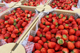 とちあいか（MSサイズミックス） 【約2kg】