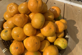 【家庭用】ジューシーで甘酸っぱい極早生みかん5kg