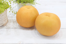 迫力の大きさ！芳醇な香りの新高梨 特大果実 約3.3kg