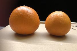 愛媛が誇る高級柑橘！ふぞろいのこまどんなたち！10kg(80玉前後)（ご家庭用）
