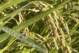 2024年産米　ひとめぼれ　精白米５ｋｇ　岩手県『虹の似あうまち』雫石町からお届けします。