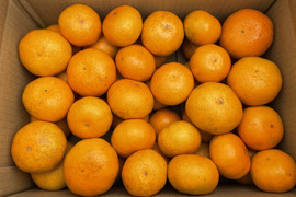 😊果汁たっぷり❗️果皮も果肉やわらかジューシー甘味と程よい酸味の早生みかんサイズL～S５㎏