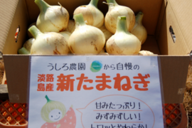 【機械選別】10ｋｇ　淡路島の新玉ねぎ