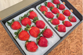 【大切な方への贈り物に】贅沢！食べ比べいちご 化粧箱入り400g×2トレー