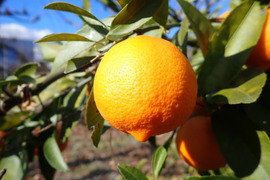 もぎたて 姫レモン 約1.5㎏