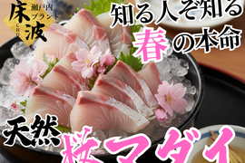 🌸期間限定🌸刺身通に贈る旬極まる吟味の一尾『天然国産桜マダイ』長州床波ブランドお試しキャンペーンお刺身約350g【4月上中旬予約】