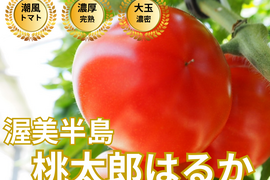 🍅オシャレ女子に人気🍅贈り物に選ばれる冬春トマト☆品種指定キャンペーン『桃太郎はるか』🍅プロが認めた冬春の逸品🍅お試約1kg【ギフト・ご褒美に】【12月中旬予約】