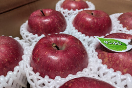 肥料・堆肥なし栽培りんご「サンふじ」訳あり品　約2.5kg(8〜10個)