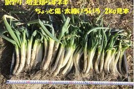 【訳アリ】坊主知らずネギ　２kg【農薬・化学肥料不使用】岐阜県産　今だけお買い得♪　3割引き！　売り切れゴメン＼(^o^)／　甘く柔らかい・農家の台所から～希少ネギ