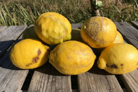 【C級品】さわやかな香りと酸味　エコレモン 3㎏【伊豆レモン】