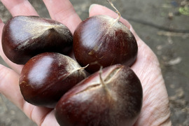 ぷっくり利平栗 【栗の王様】2kg 大きさバラバラ