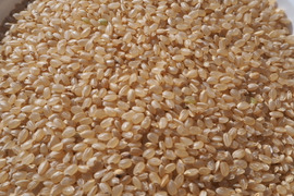 新米　千葉県産　コシヒカリ　玄米　30kg