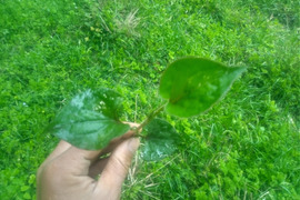 （野草）ドクダミ　200g